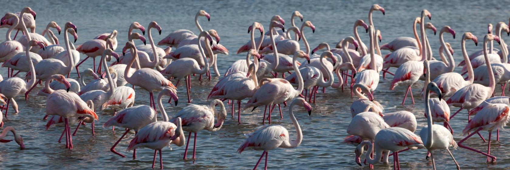 Réserve naturelle de Ras Al Khor